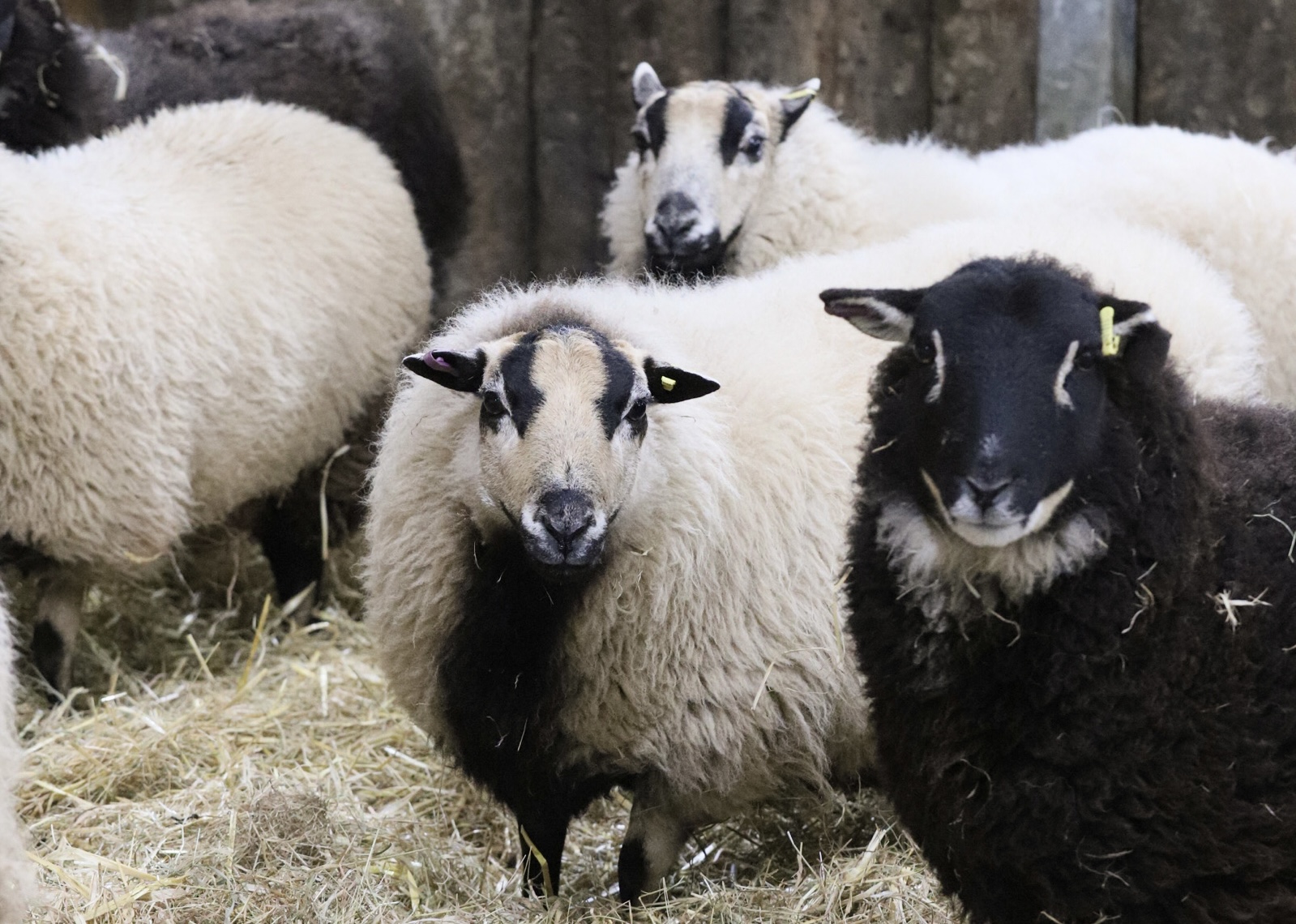 Visiting Ferne Animal Sanctuary