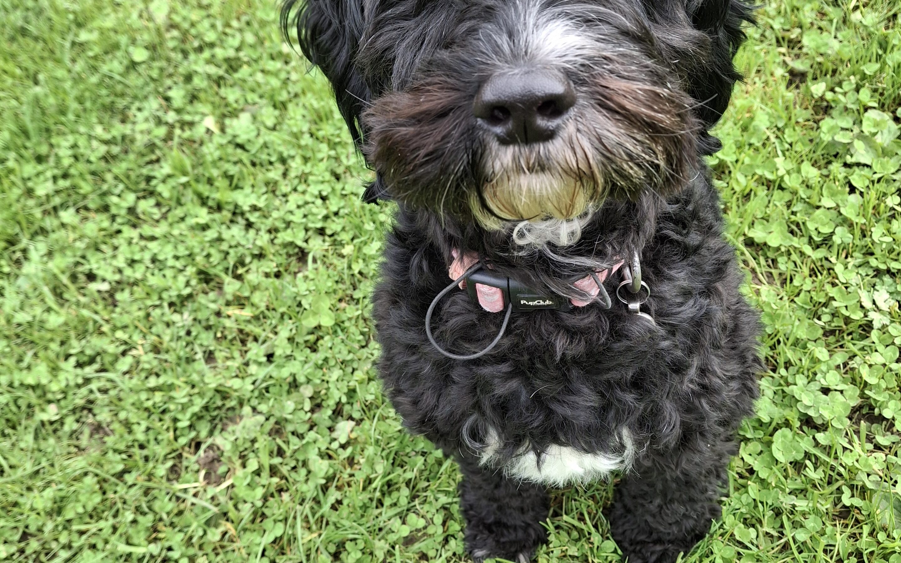 Minnie