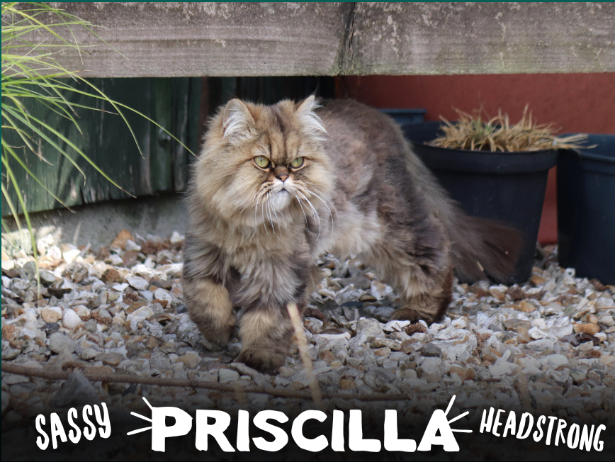Priscilla