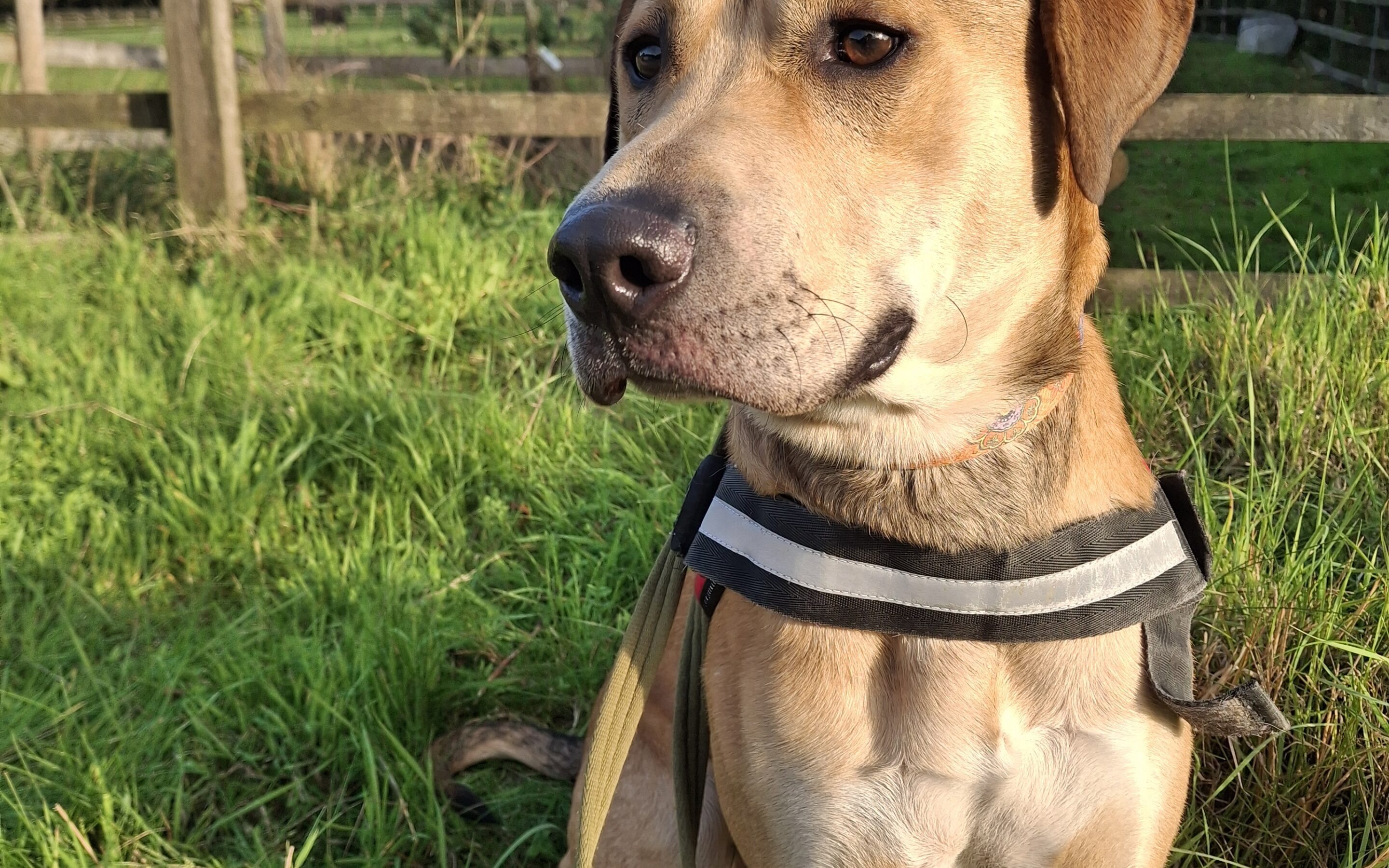 Scrumpy
