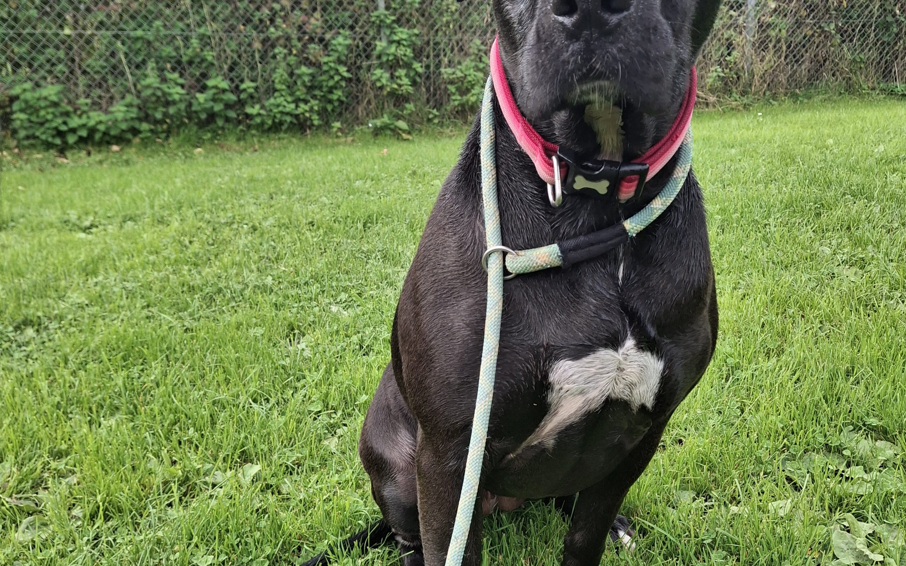 Sheeba