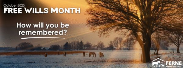 Free wills month