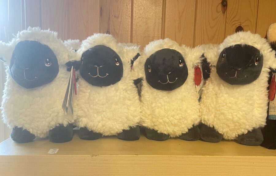 Keeleco standing white with black face sheep