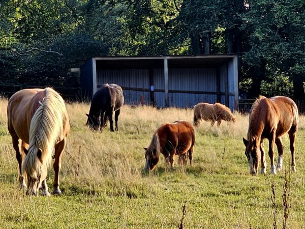 Horses at Ferne Animal Sanctuary