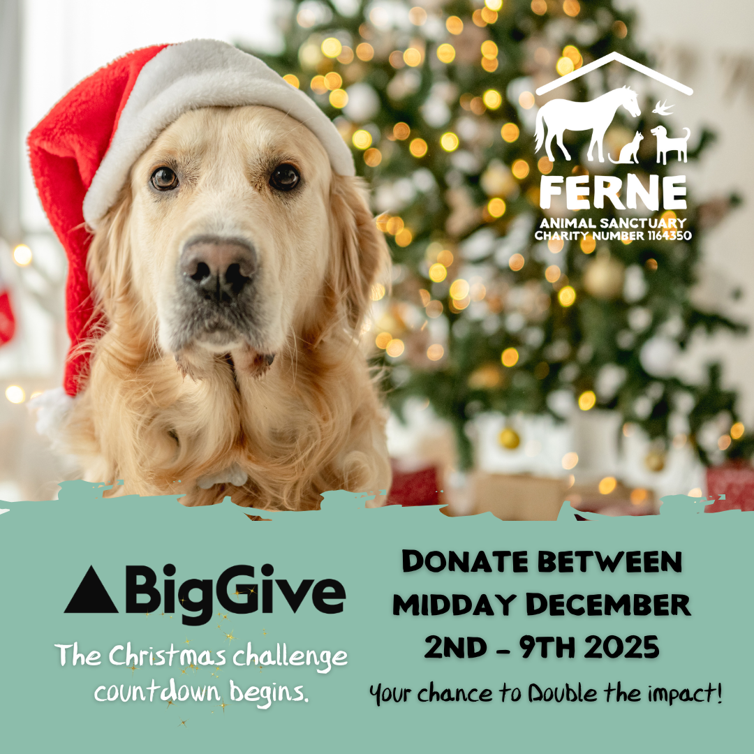 Support Ferne Animal Sanctuary Through The Big Give 2025