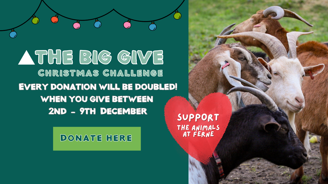 Ferne Animal Sanctuary Wildlife day event 