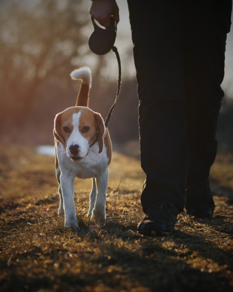 Dog Walking Tips