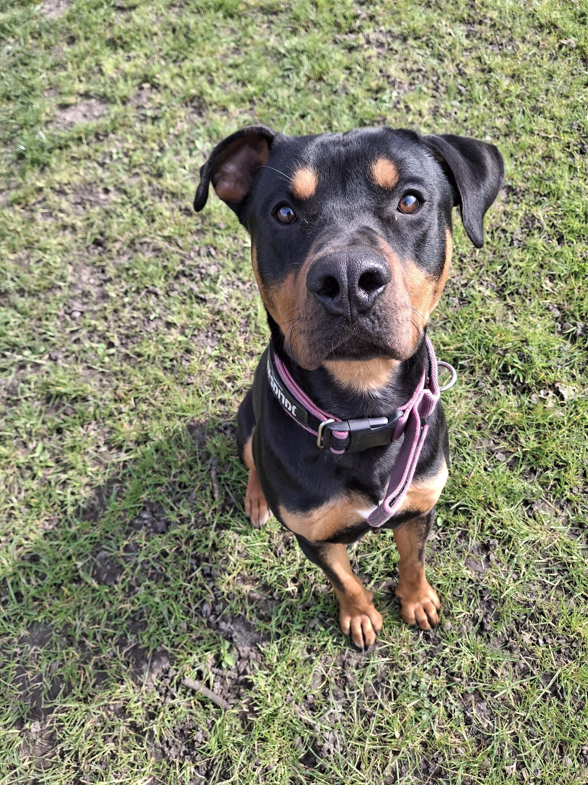 Axel, a 2 years old male Rottweiler x Staffordshire Bull Terrier available for adoption from Ferne Animal Sanctuary in Somerset
