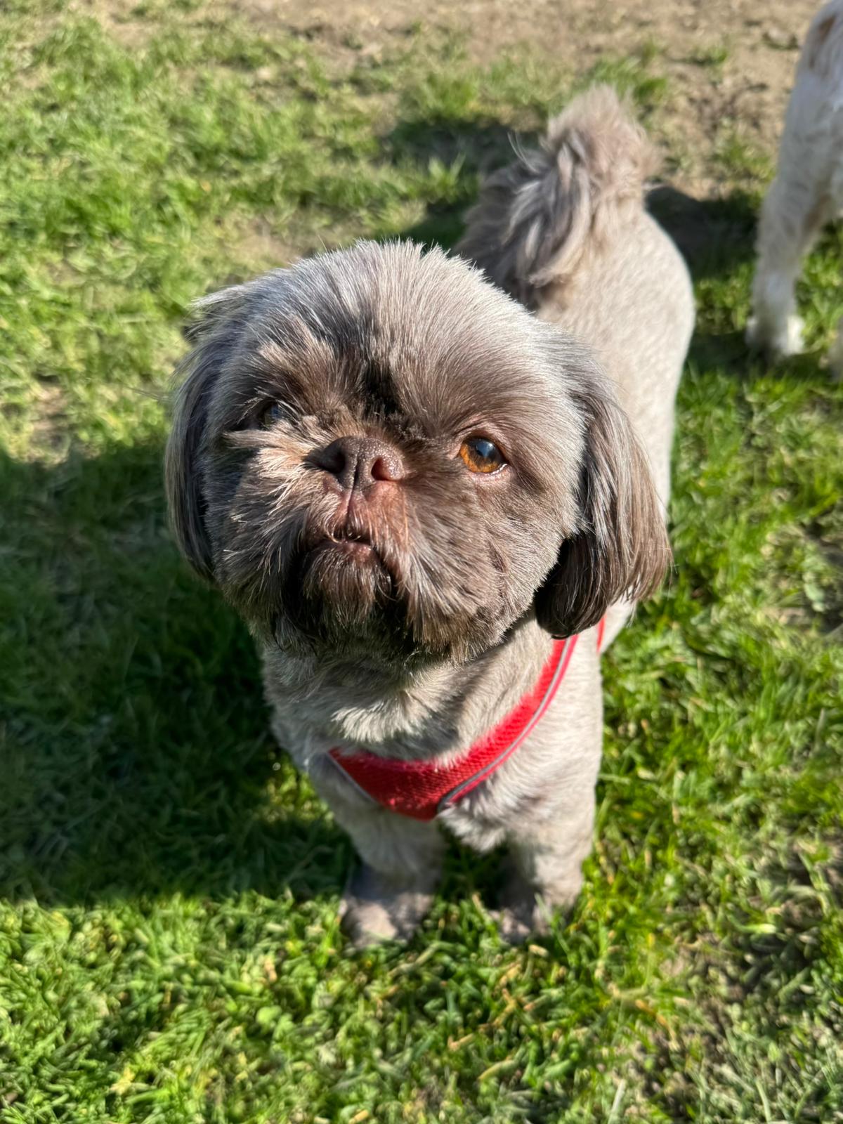 Benji, a 5 years old male Shih Tzu available for adoption from Ferne Animal Sanctuary in Somerset