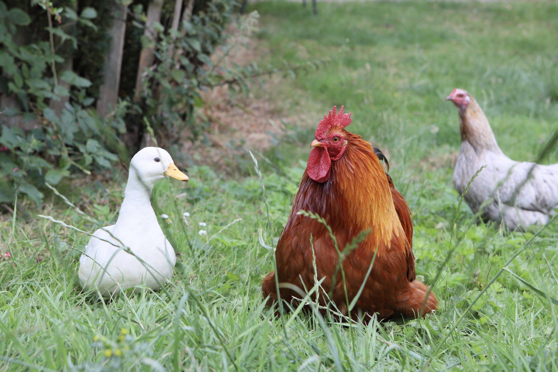 Ferne Animal Sanctuary Wildlife day event 