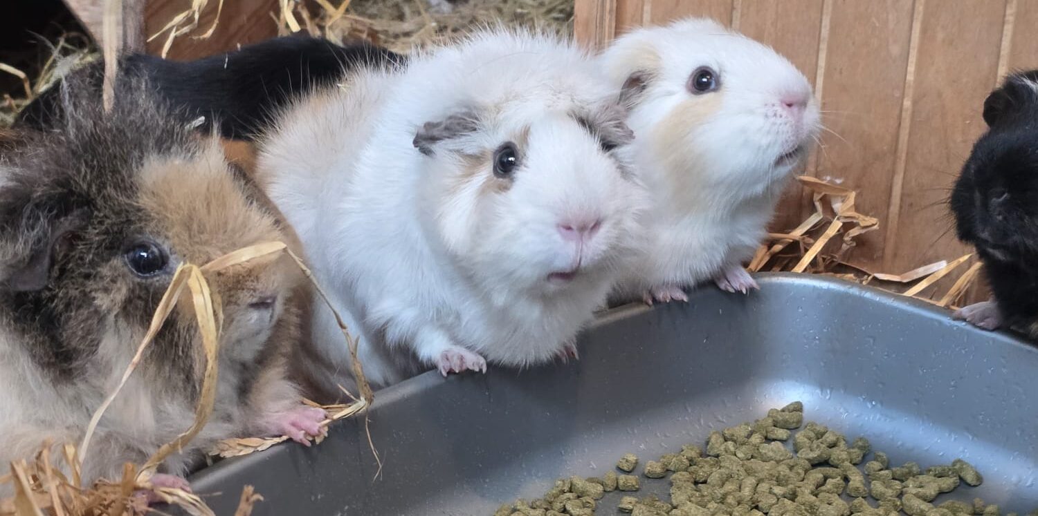 Ferne Animal Sanctuary banner_dog_with_lead