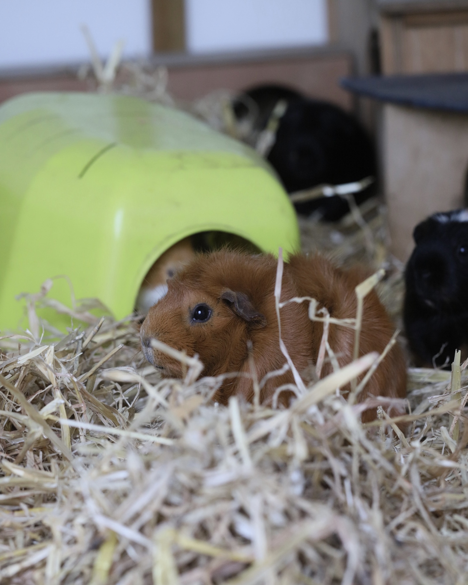 Help support a safe, pest-Free feed room at Ferne Animal Sanctuary