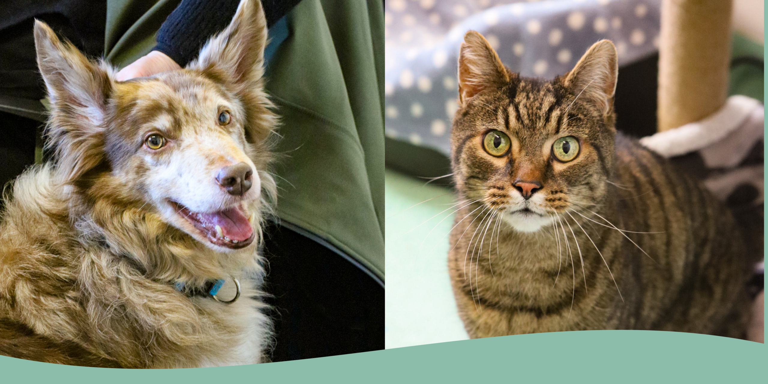 Pet Boarding at Ferne Animal sanctuary Chard, Somerset