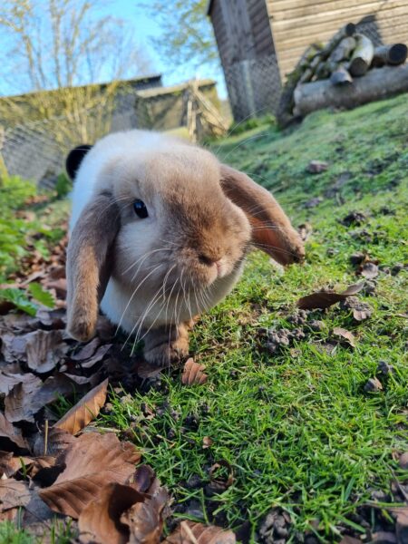 Rabbit Welfare Tips