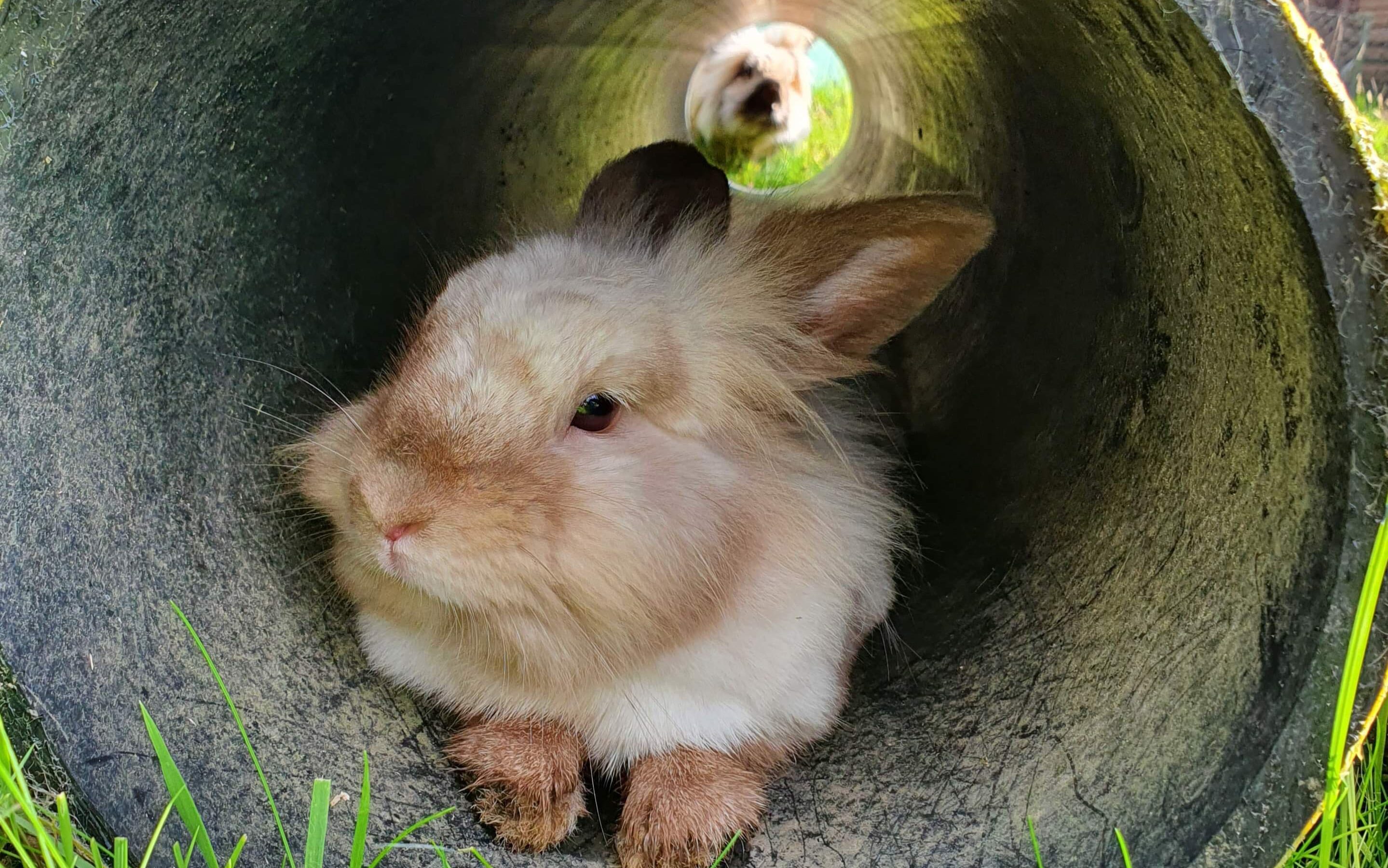 Top tips: spring and summer rabbit care