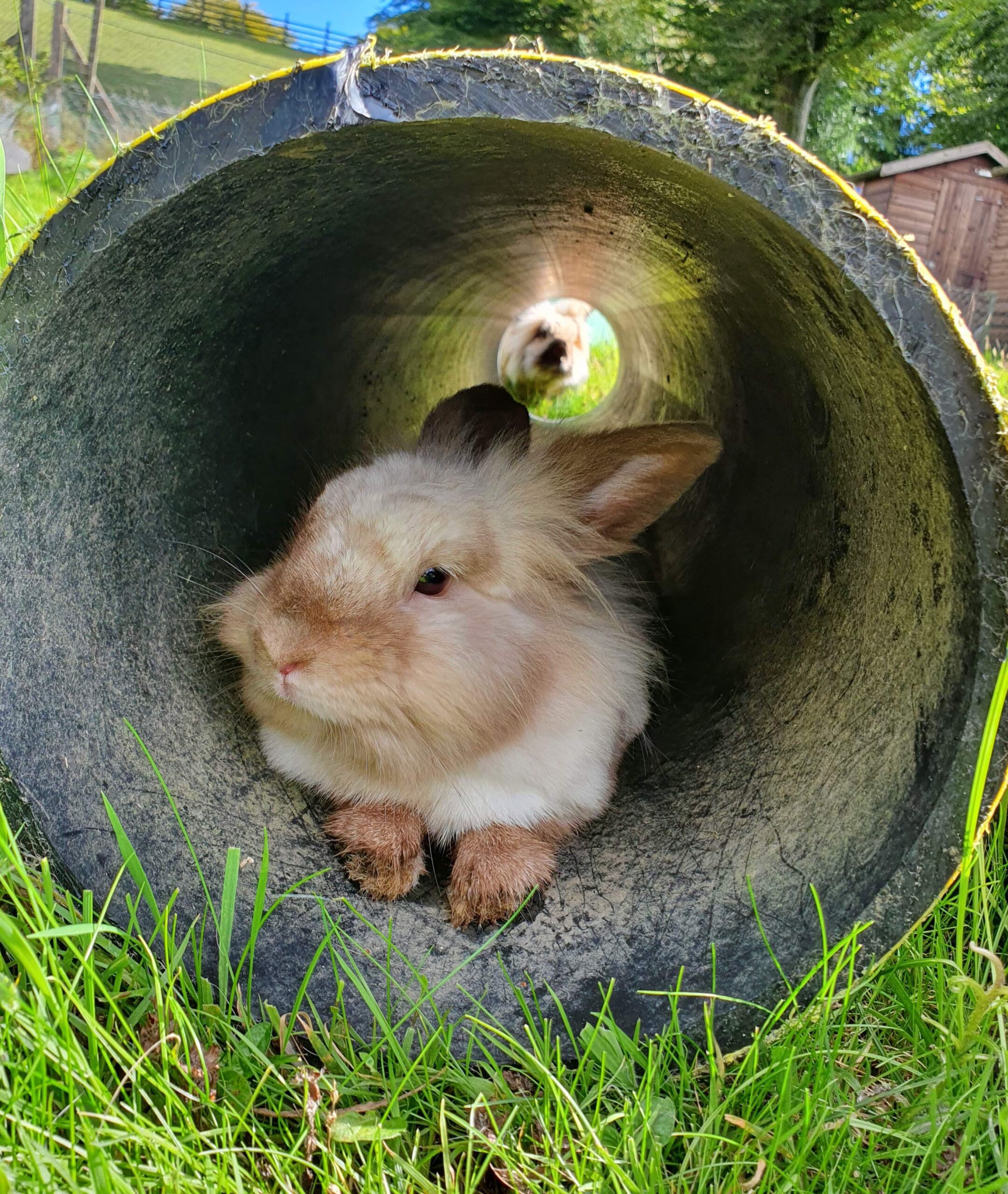 Top tips: spring and summer rabbit care
