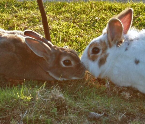 Rabbit Welfare Tips Spring and Summer
