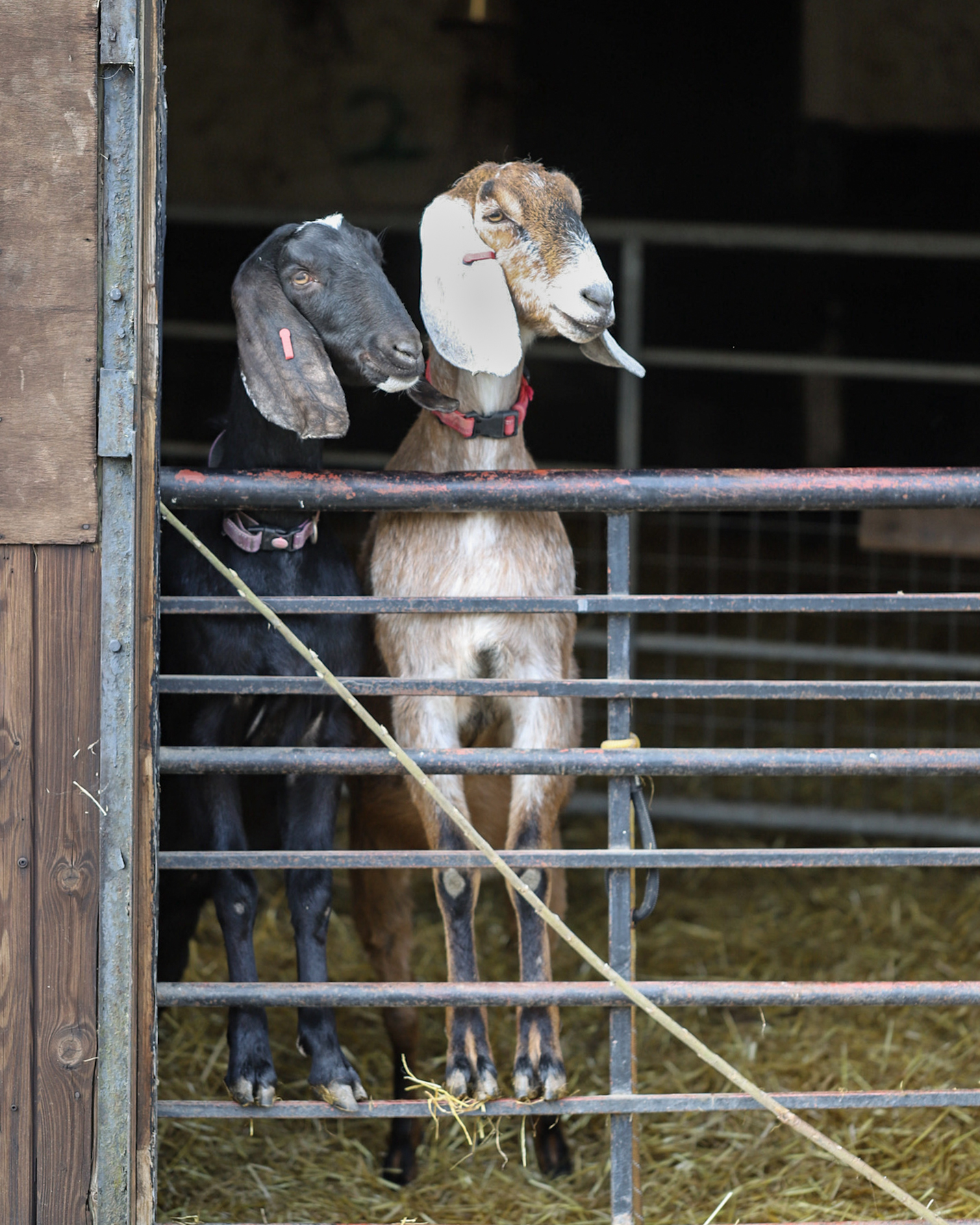 Visiting Ferne Animal Sanctuary