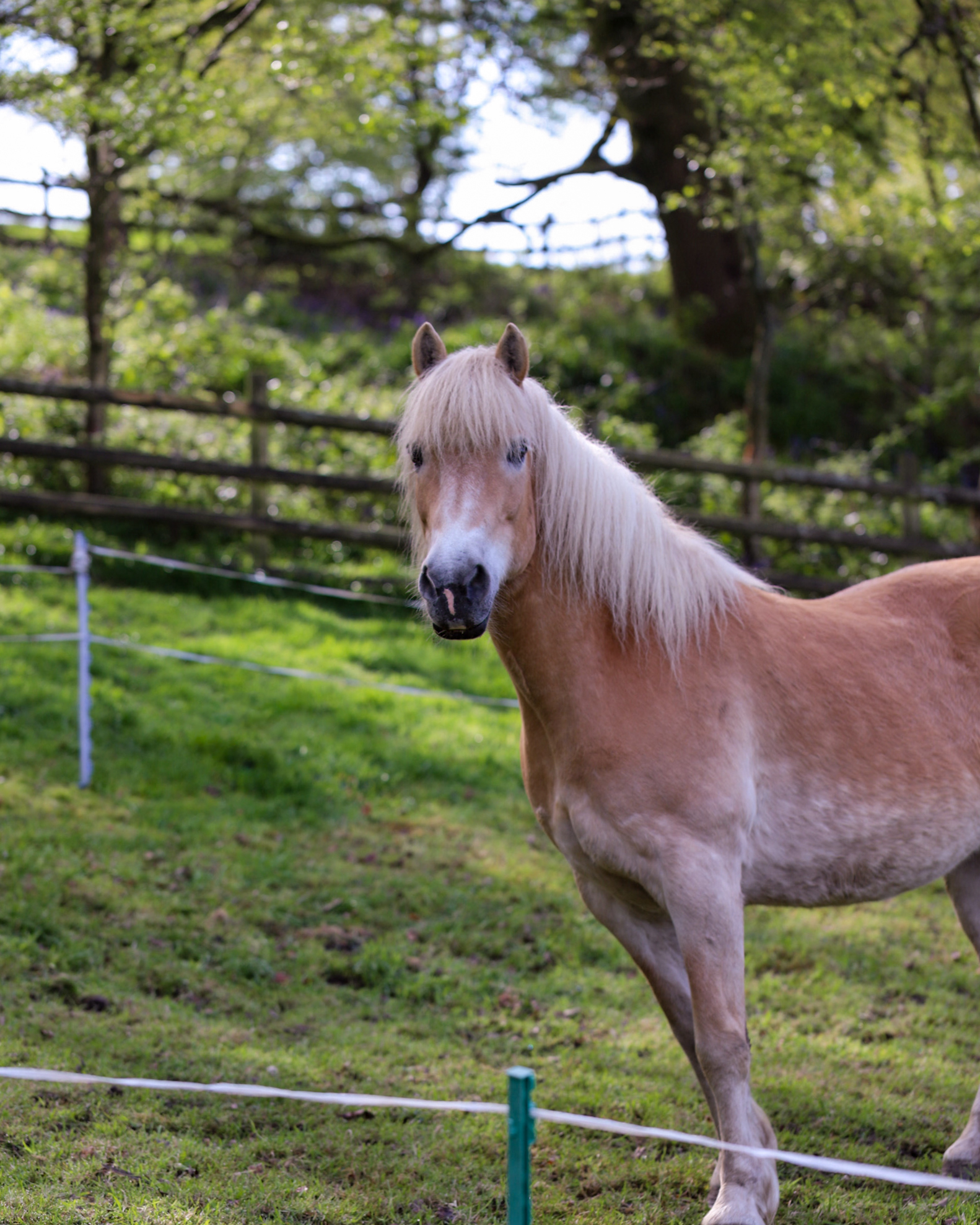Visiting Ferne Animal Sanctuary