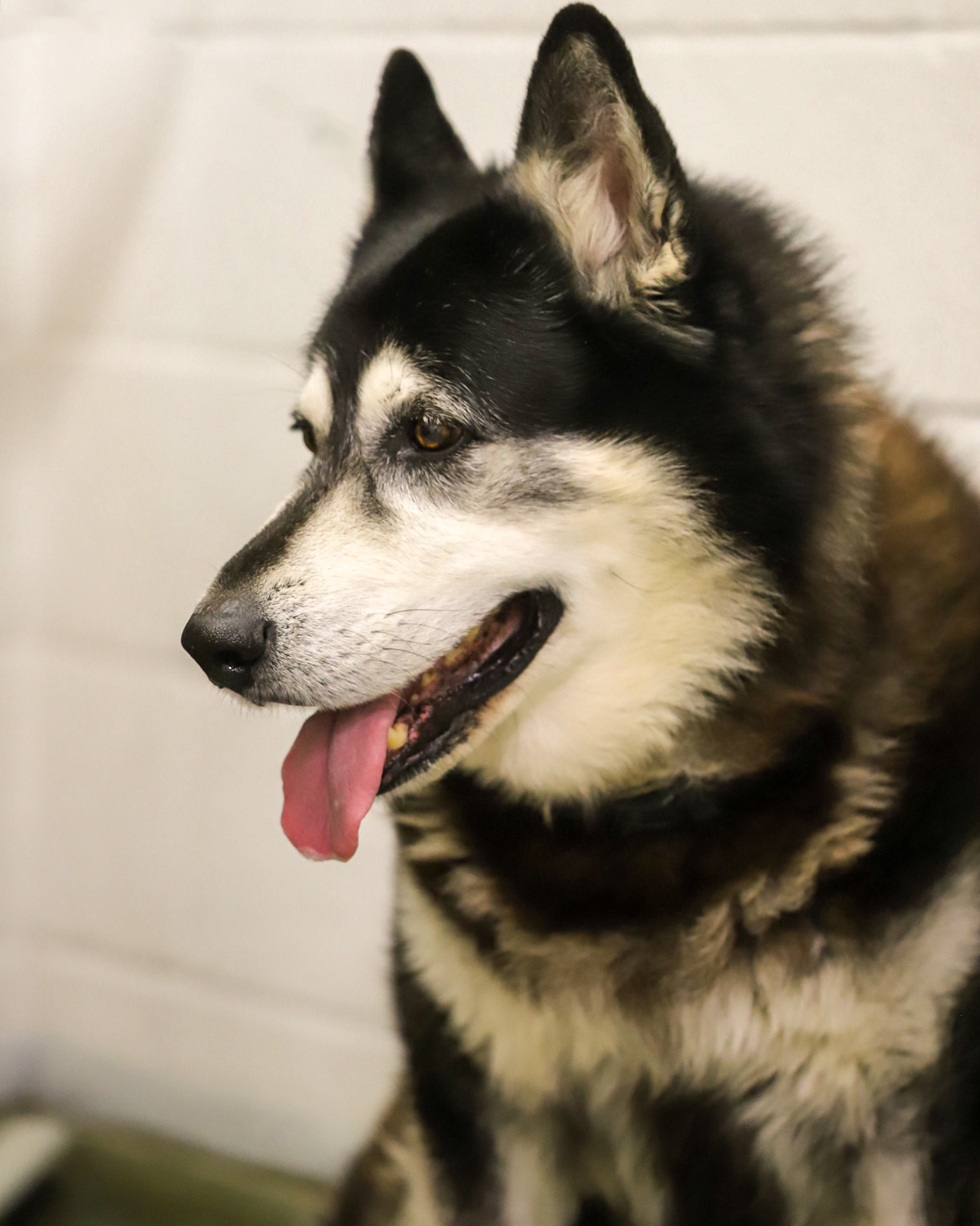 Please support Bailey’s sponsored slim