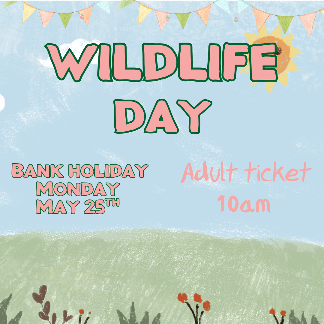 Wildlife Day at Ferne Adult 10am