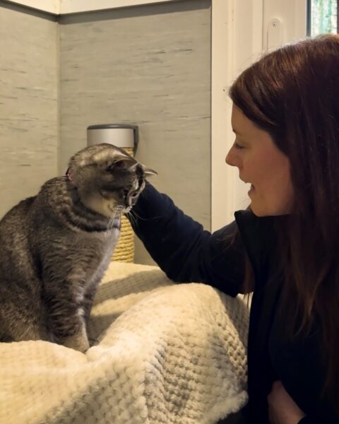 Friendly Cat Boarding In Somerset