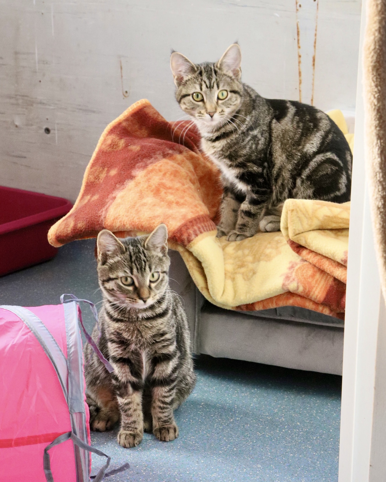 Cat boarding in Somerset: a safe, caring home away from home for your cat