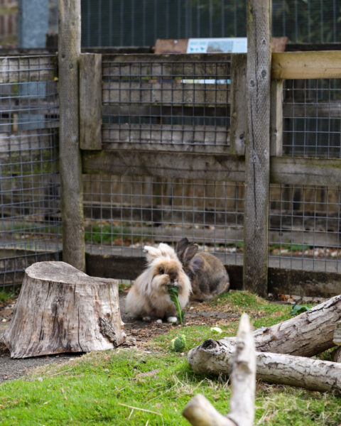 Somerset Days Out Tours with Ferne