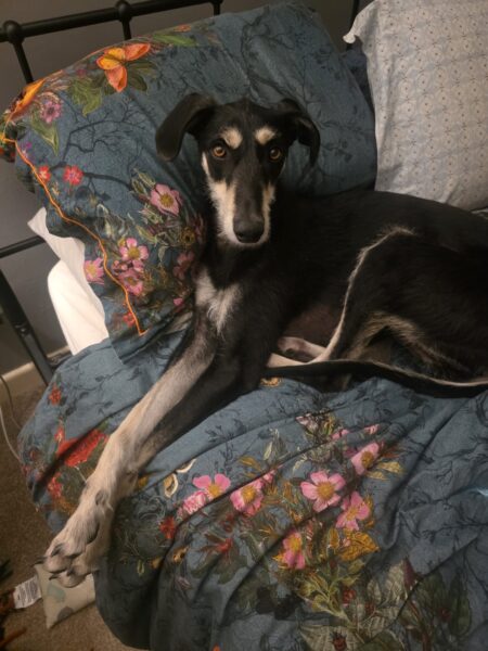 Dog rehoming in Somerset - Case study