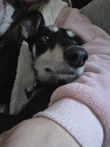 Dog rescue in Somerset