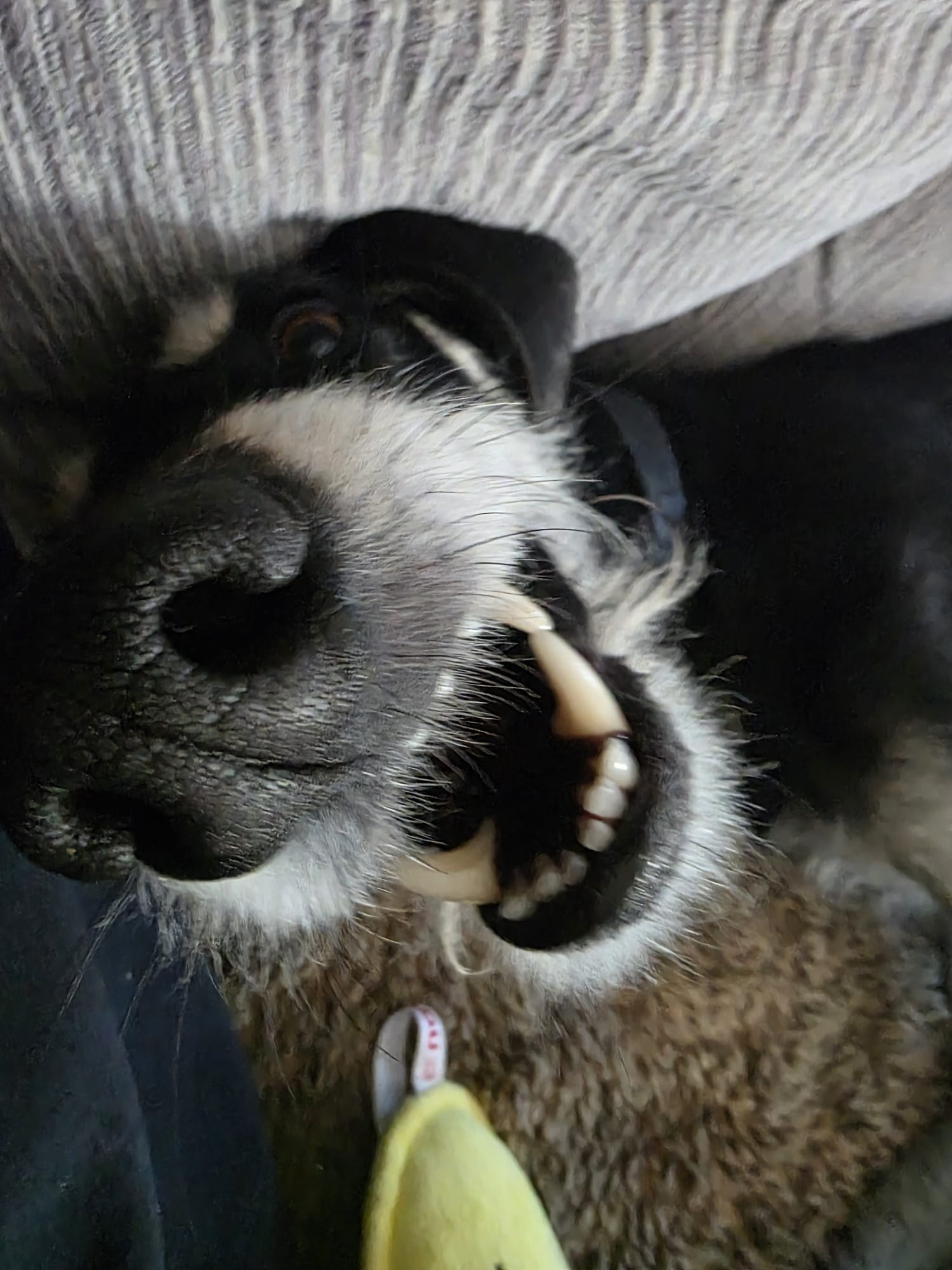 What about Shadow: The work behind rehoming