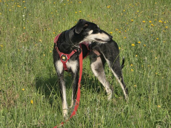 Dog looking for a new home in Somerset