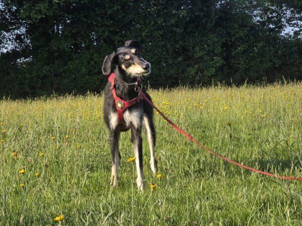 What happens when you rehome a dog