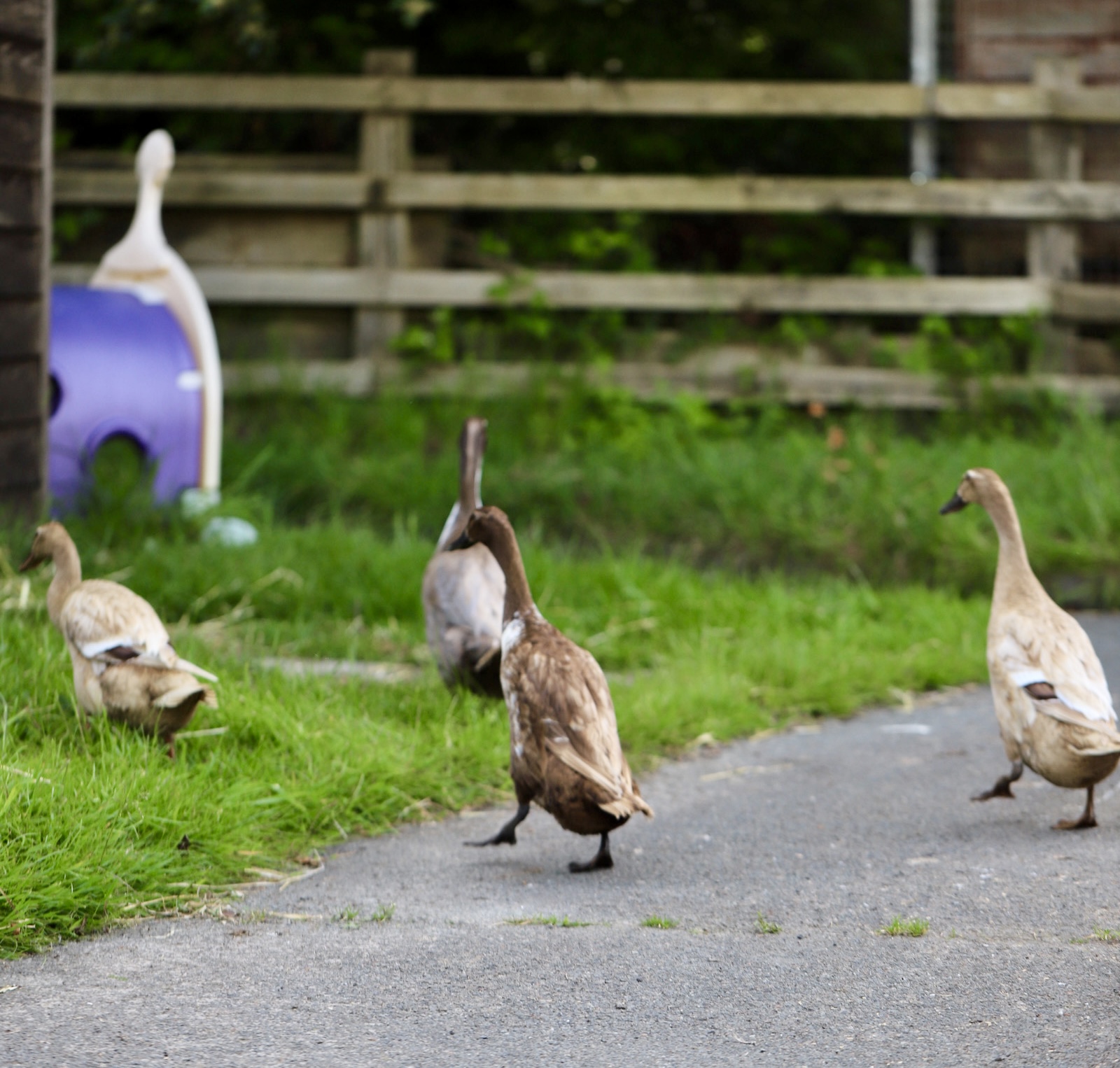 Runner ducks at Ferne Animal Sanctuary