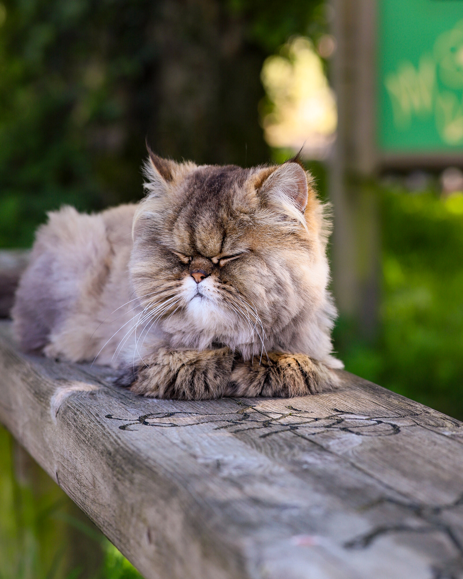 Day pass at Ferne Priscilla the resident cat