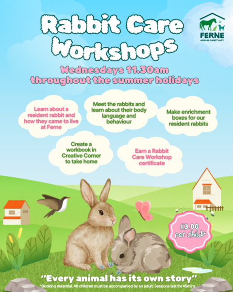 Ferne rabbit care workshops