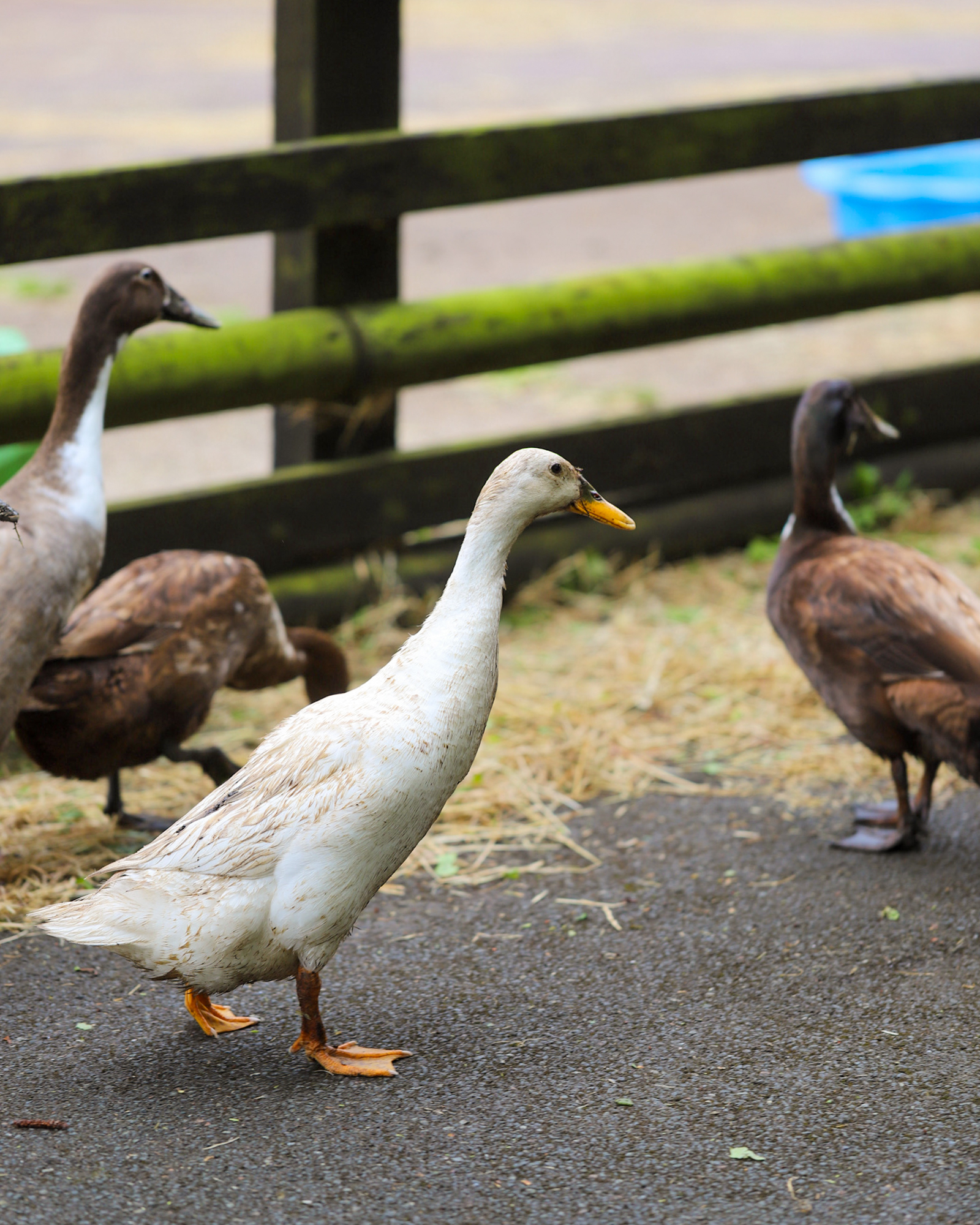 Visiting Ferne Animal Sanctuary