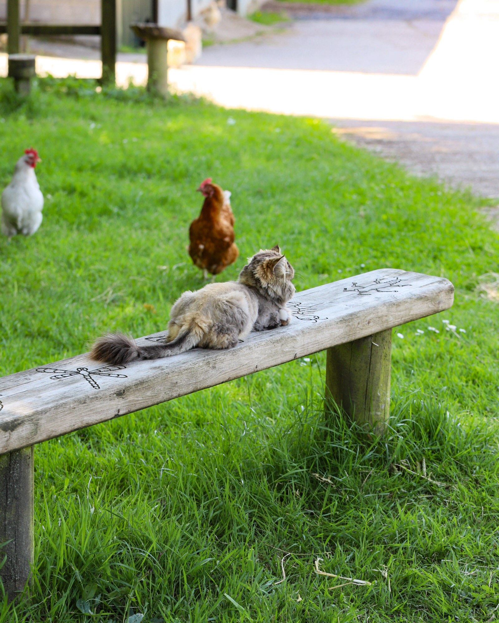 Visiting Ferne Animal Sanctuary