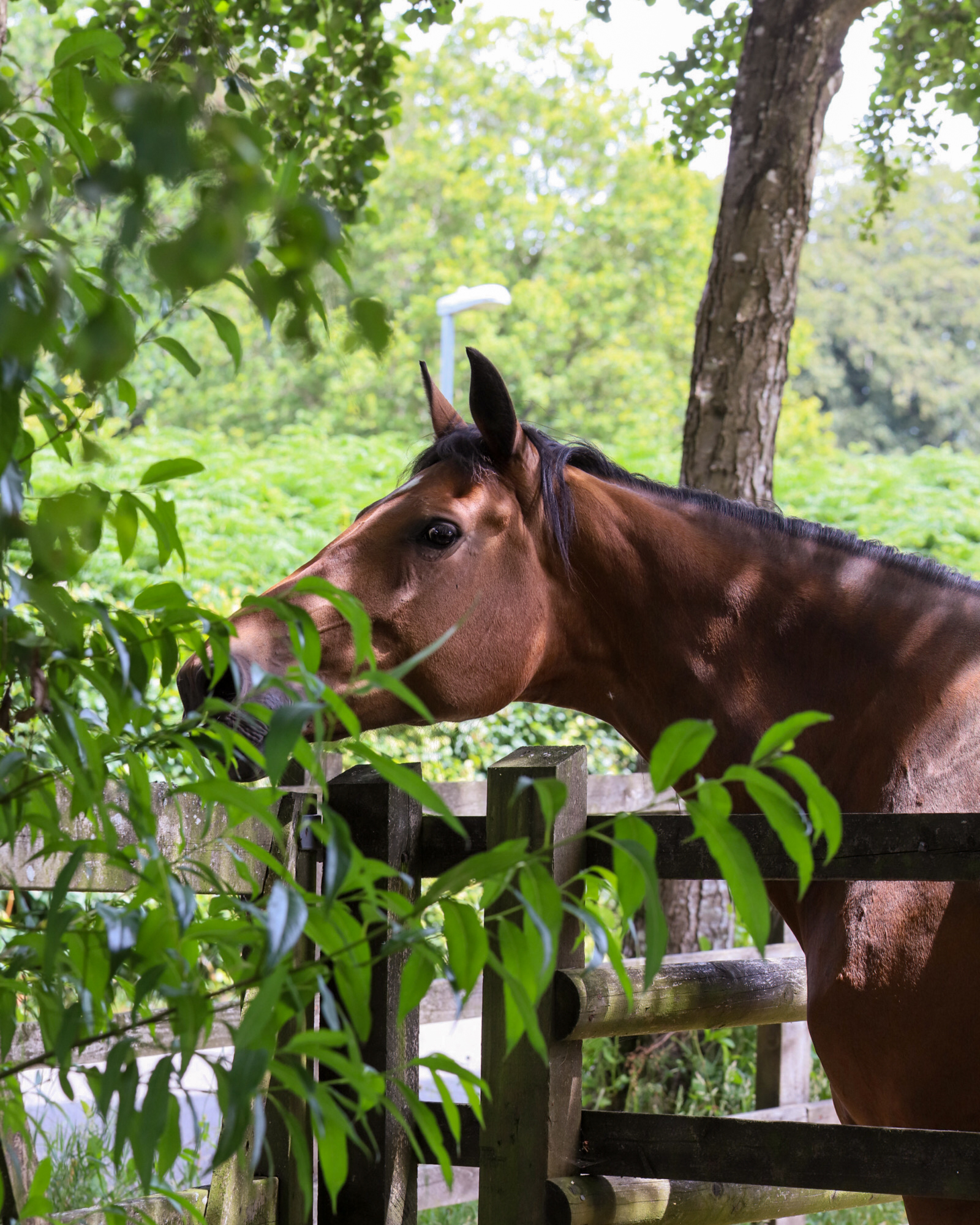 Visiting Ferne Animal sanctuary