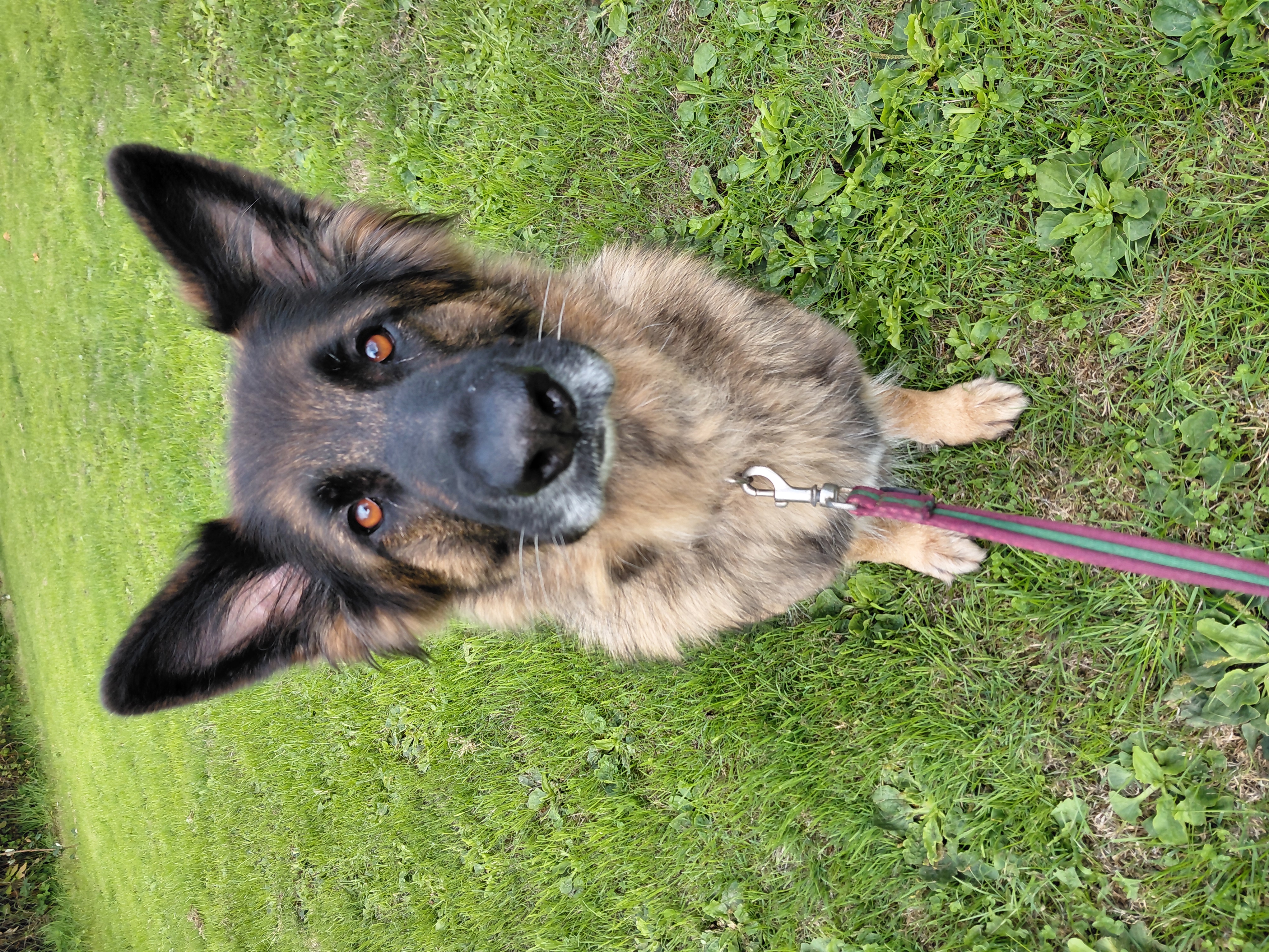 Tilly, a 6 years old female German Shepherd available for adoption from Ferne Animal Sanctuary in Somerset