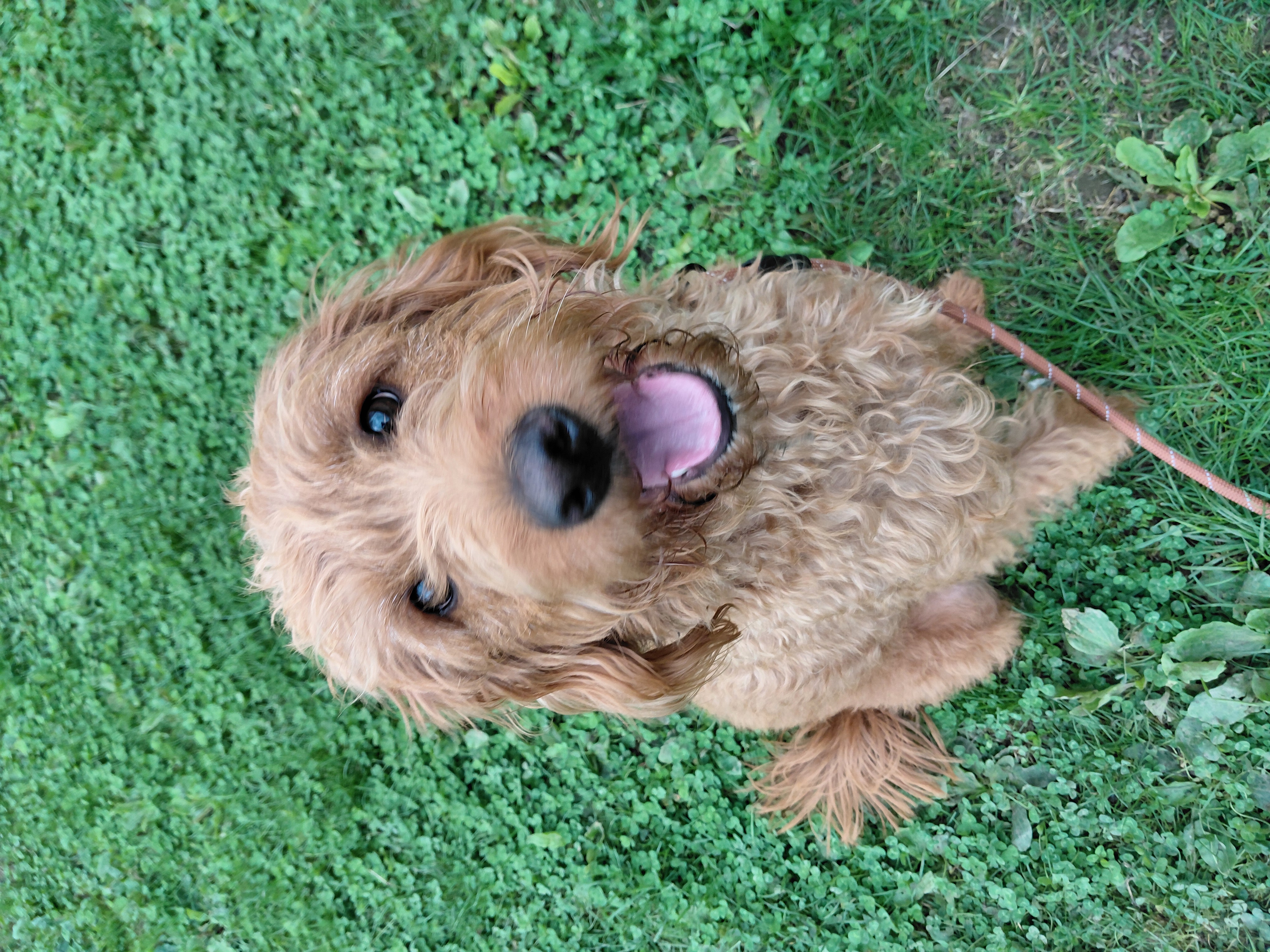 Sansa, a 3 years old female Labrador X Poodle available for adoption from Ferne Animal Sanctuary in Somerset