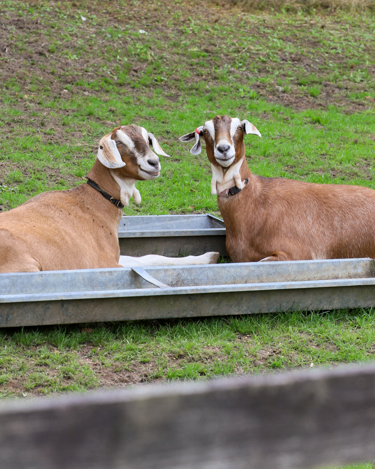 Goat sisters at Ferne