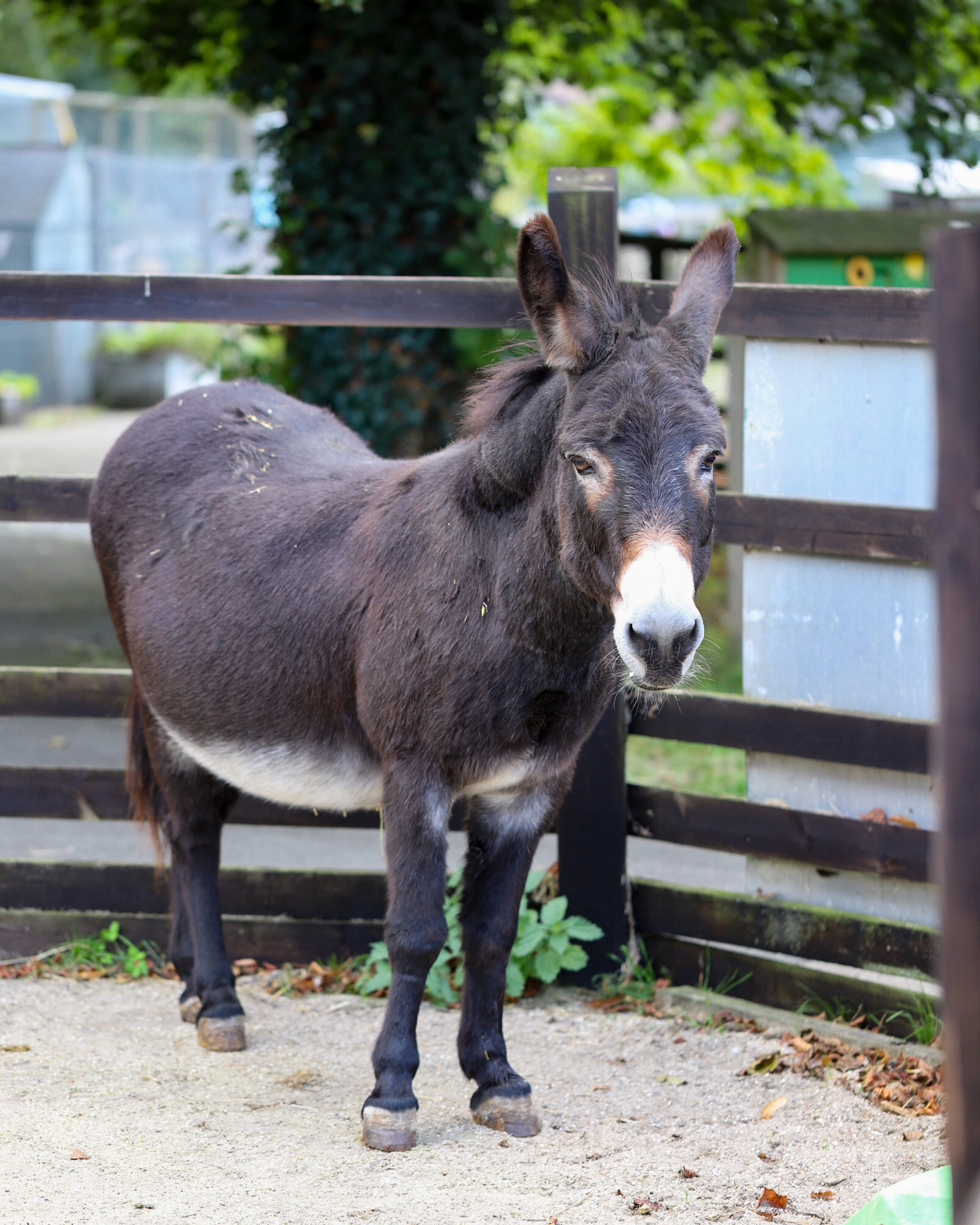 Visiting Ferne Animal Sanctuary