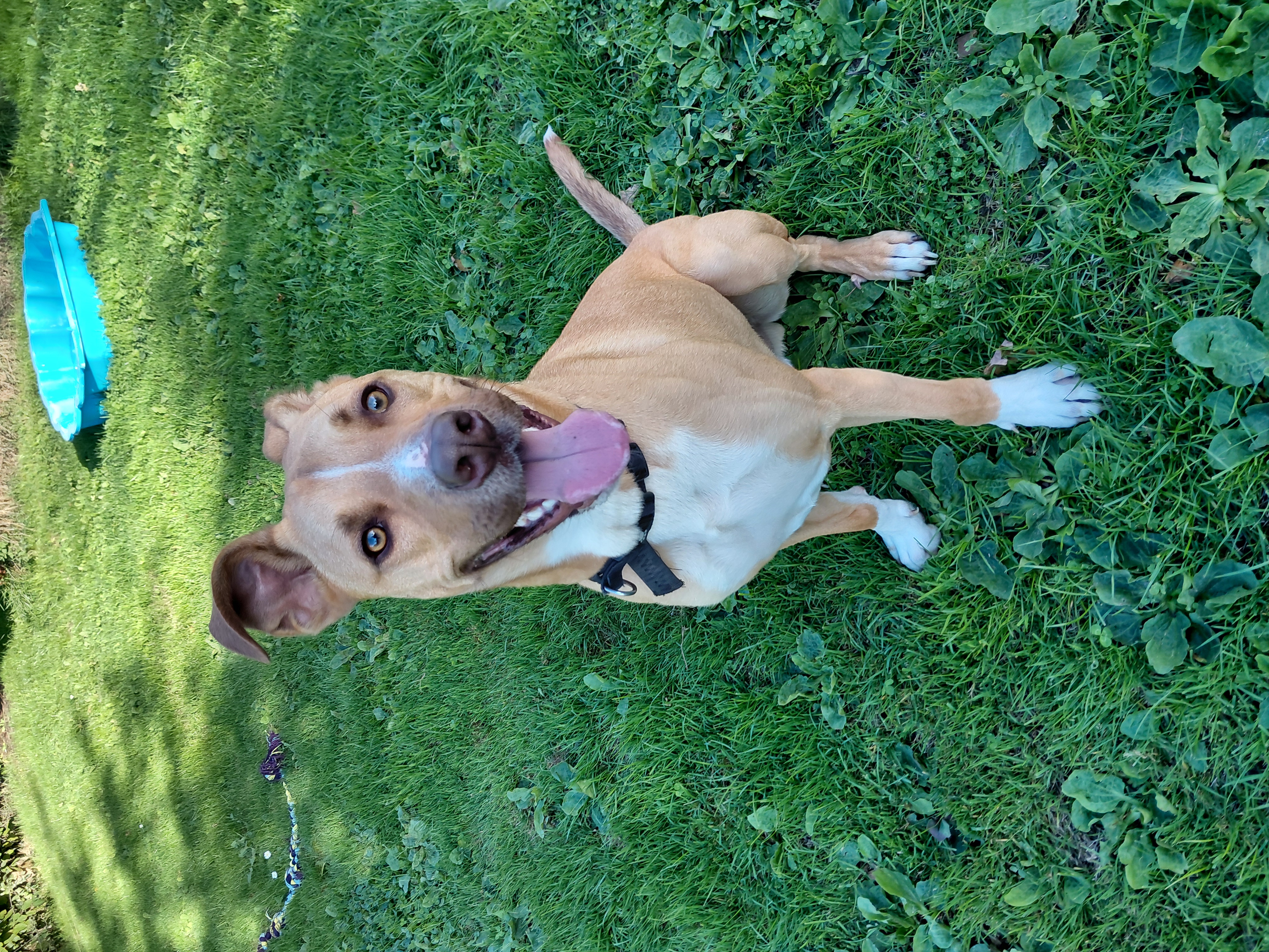 Chase, a 3 years old male Staffordshire Bull Terrier X Collie available for adoption from Ferne Animal Sanctuary in Somerset