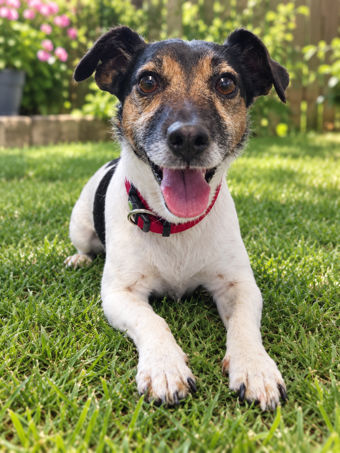 Bella, a 8 years old female Jack Russell Terrier X available for adoption from Ferne Animal Sanctuary in Somerset