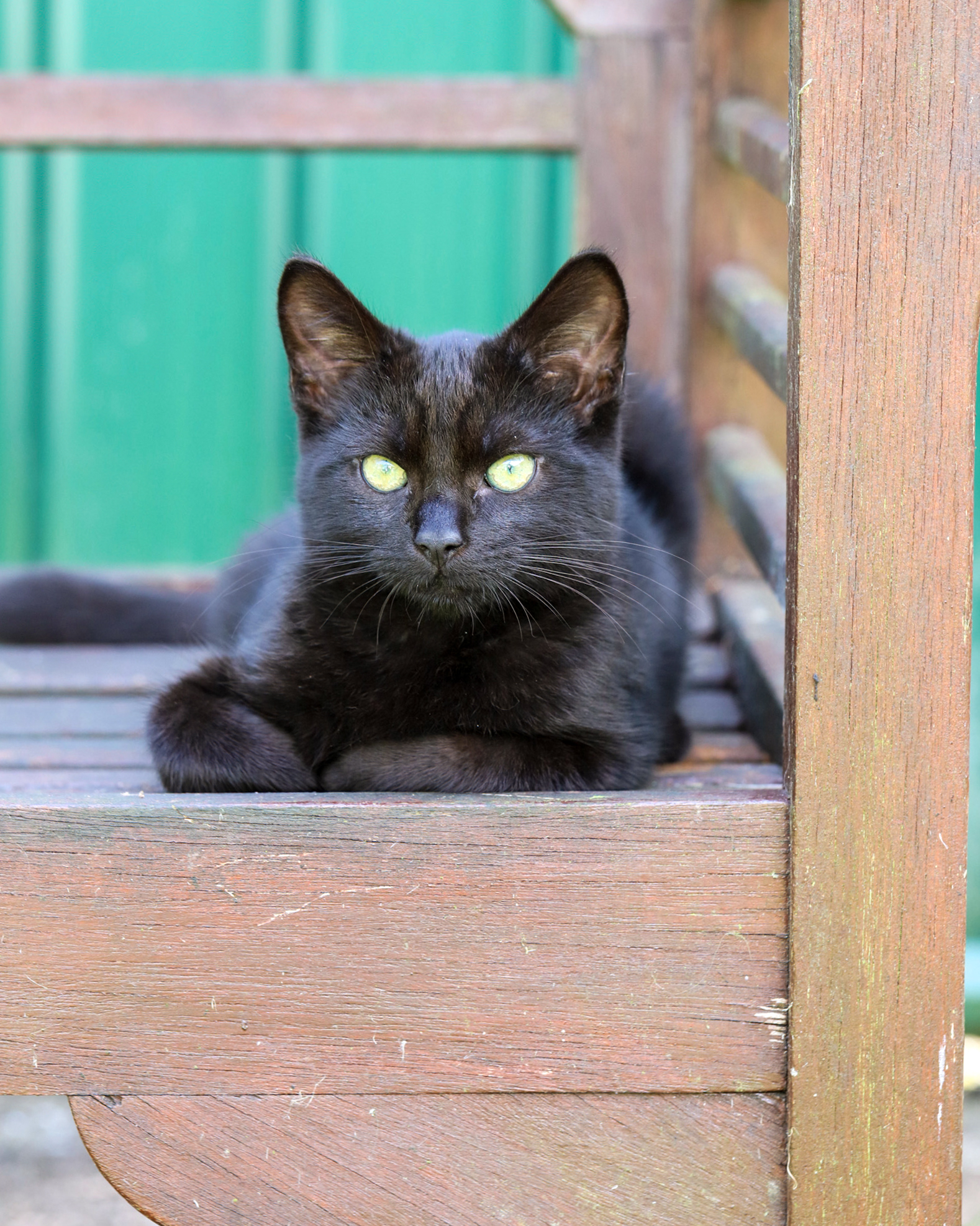 Kitten rehoming near Chard