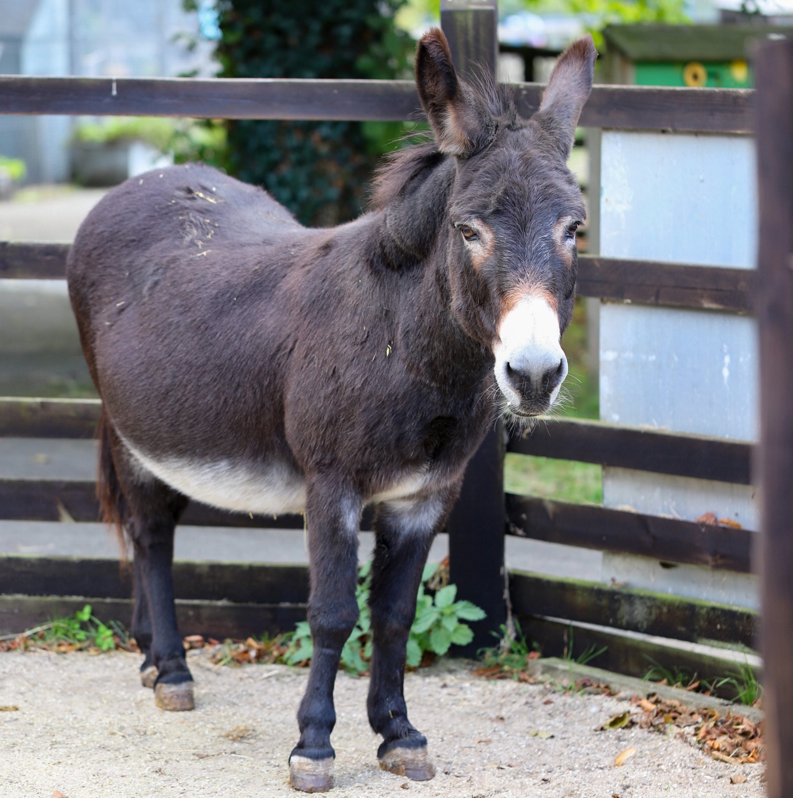 Bertie the donkey at Ferne