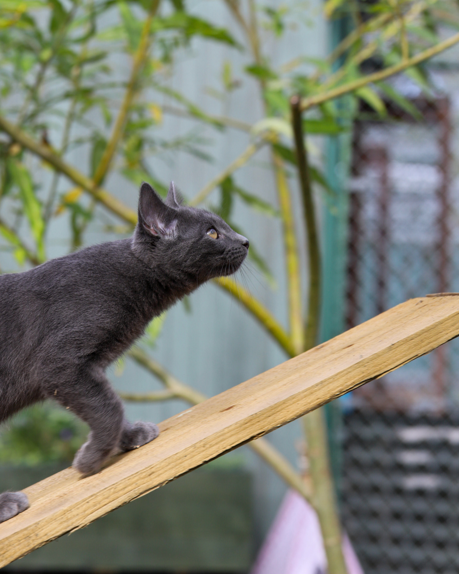 Cattery appeal update